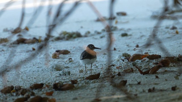 Common Sandpiper - ML609849301