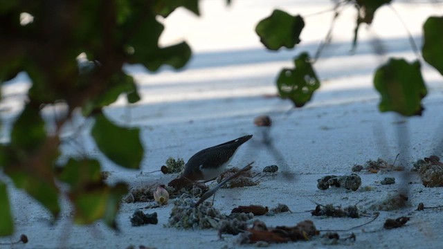 Common Sandpiper - ML609849302