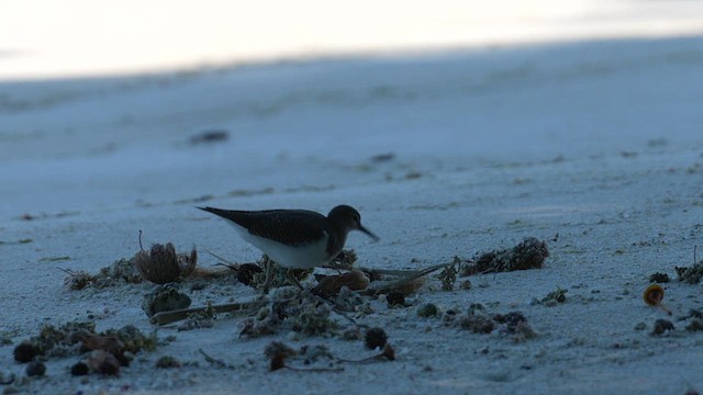 Common Sandpiper - ML609849303