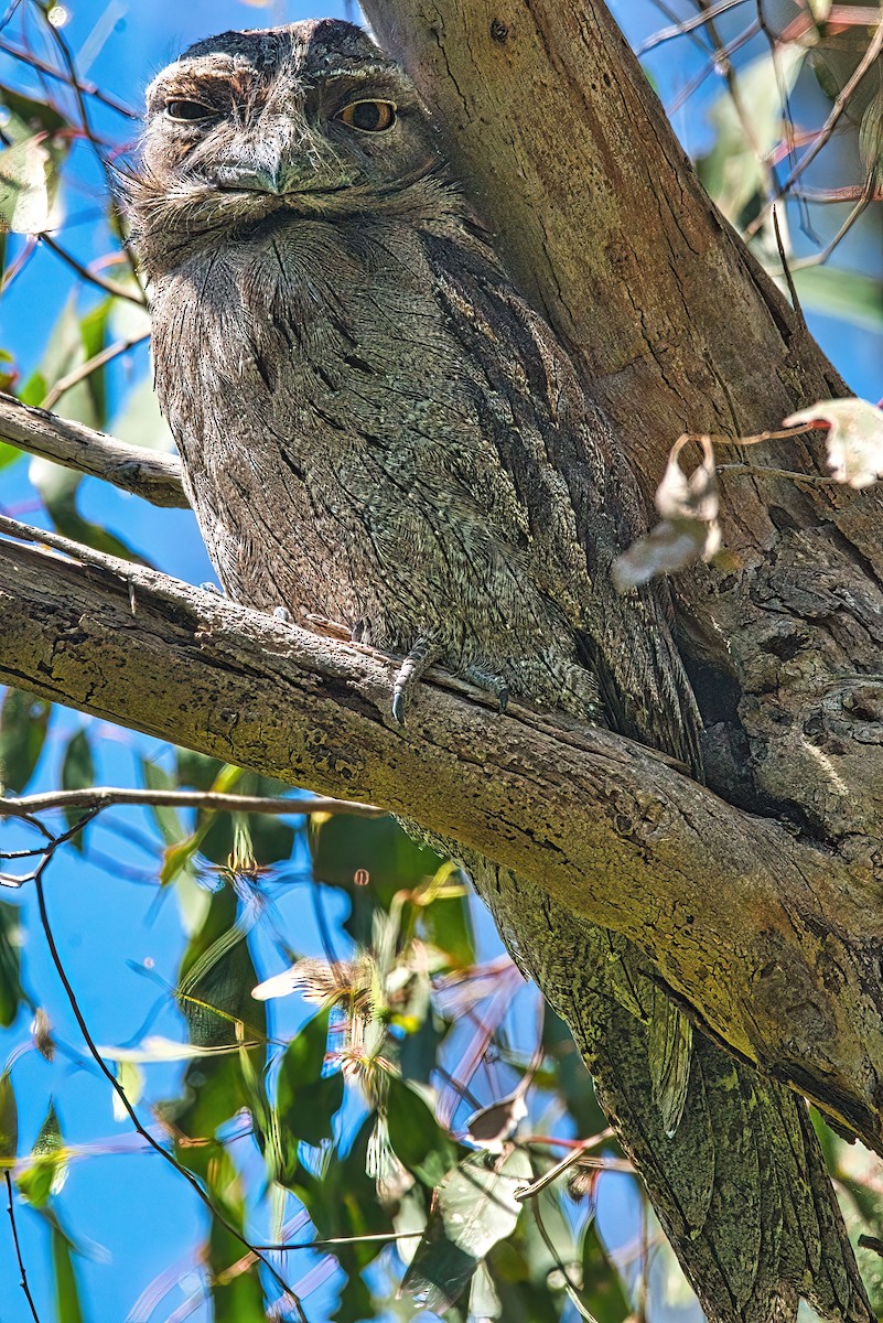 Tawny Frogmouth - ML609849304