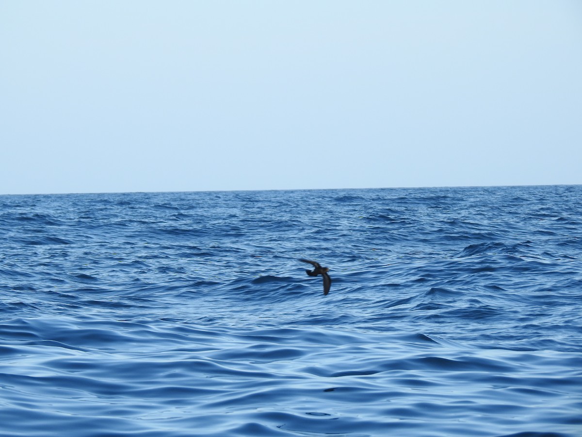 European Storm-Petrel - ML609849309