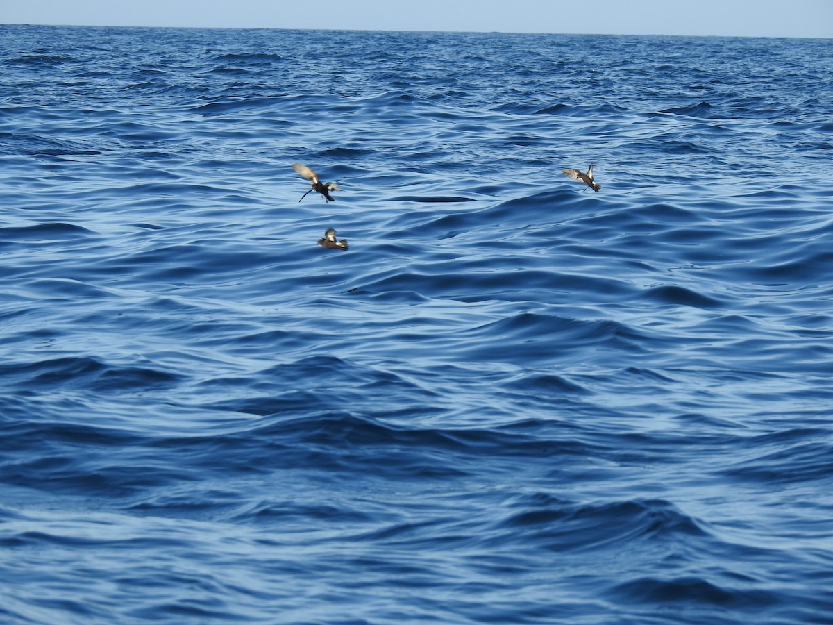 European Storm-Petrel - ML609849313