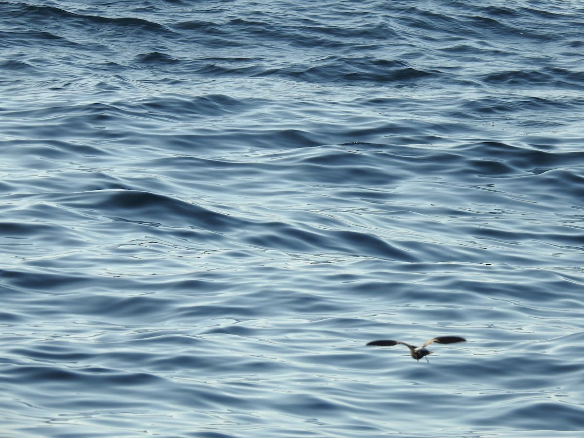 Wilson's Storm-Petrel - ML609849314