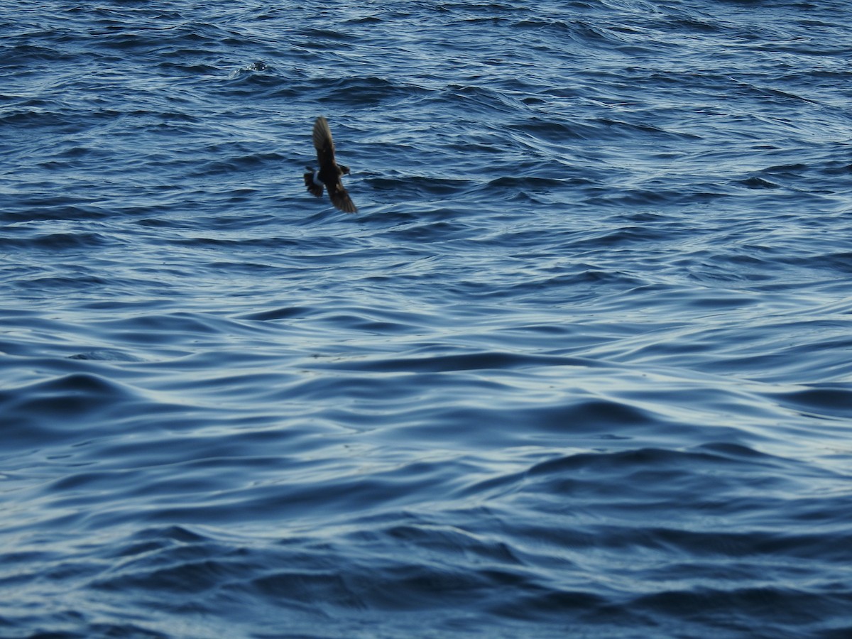 黃蹼洋海燕 - ML609849315