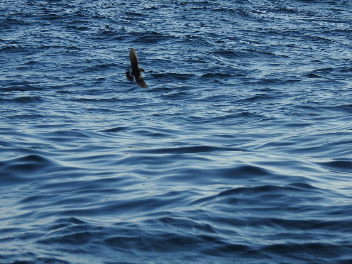 Wilson's Storm-Petrel - ML609849315