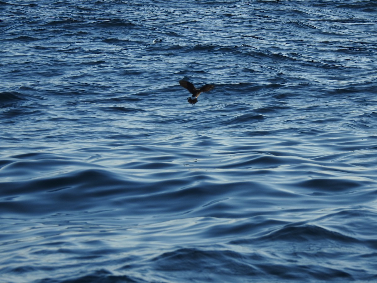 黃蹼洋海燕 - ML609849316