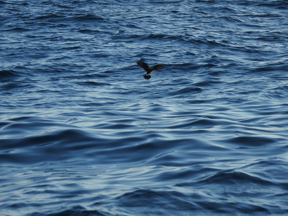 Wilson's Storm-Petrel - ML609849316