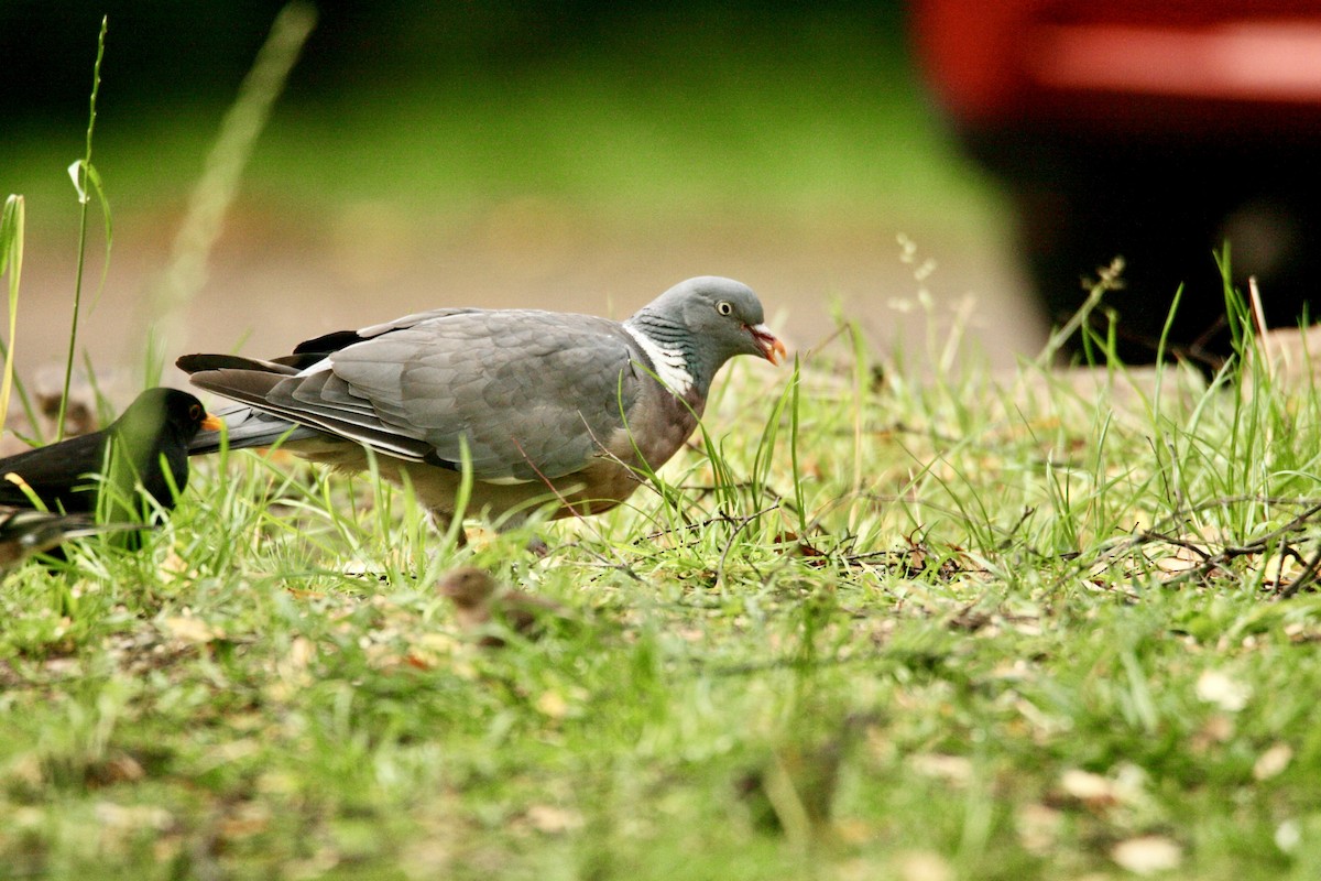 Common Wood-Pigeon - ML609849322