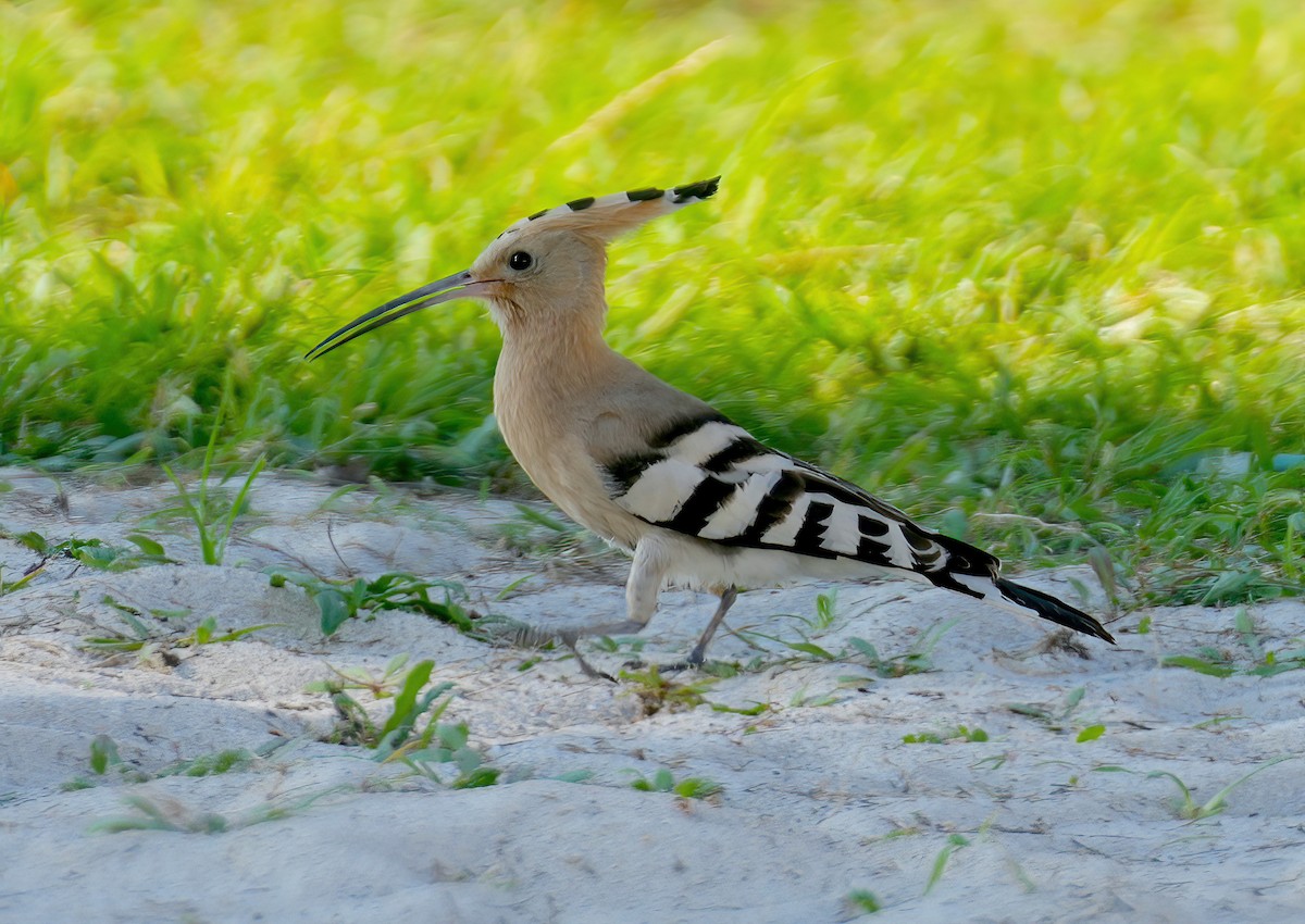 Eurasian Hoopoe - ML609849335