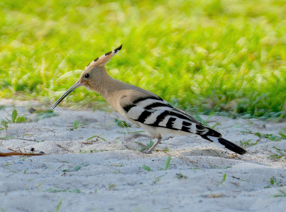 Eurasian Hoopoe - ML609849336