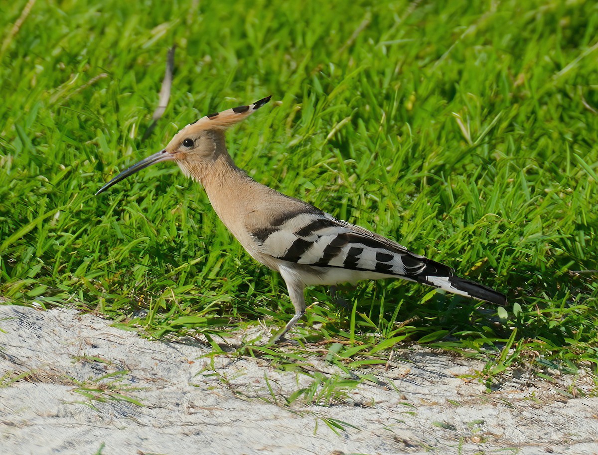 Eurasian Hoopoe - ML609849337
