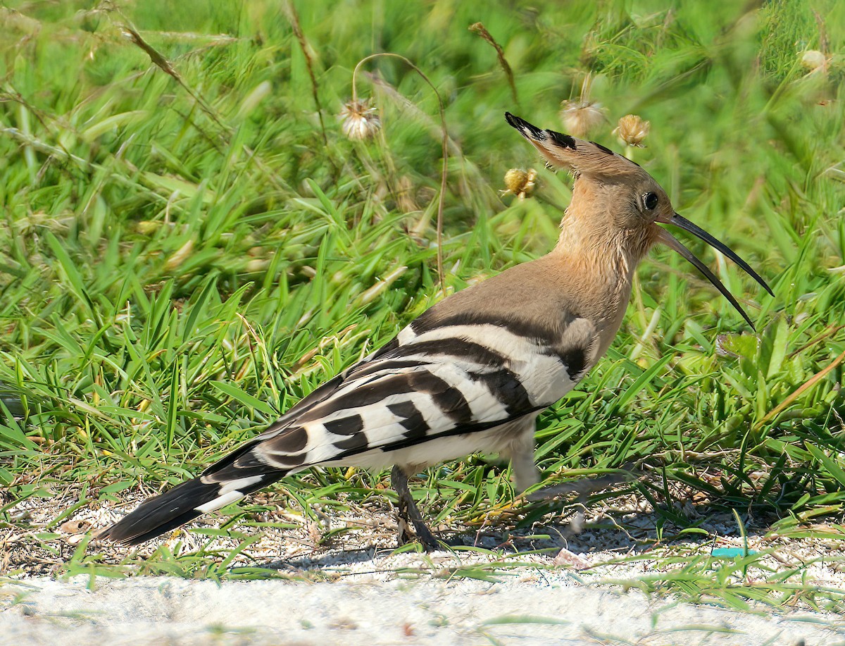 Eurasian Hoopoe - ML609849338