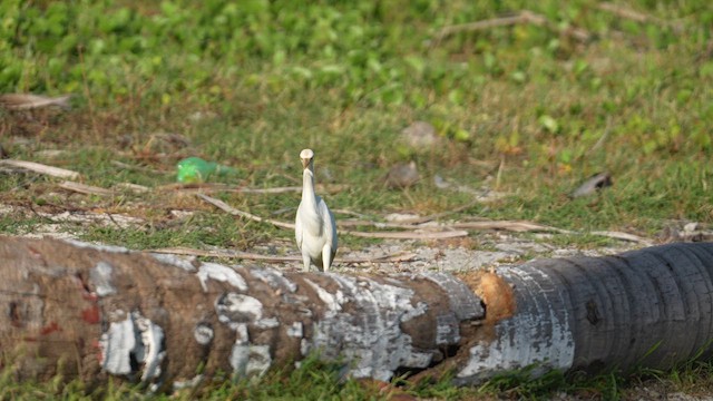 Eastern Cattle Egret - ML609849380