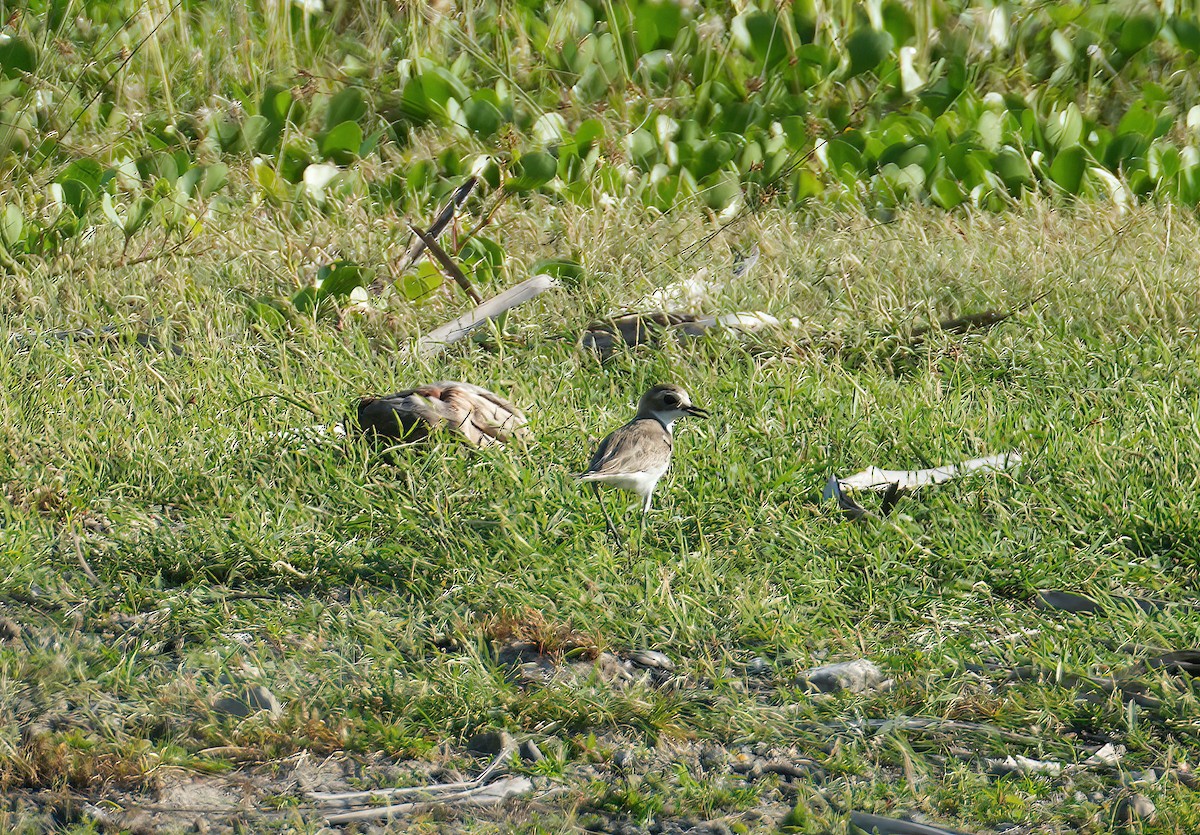 Tibetan Sand-Plover - Sudip Simha