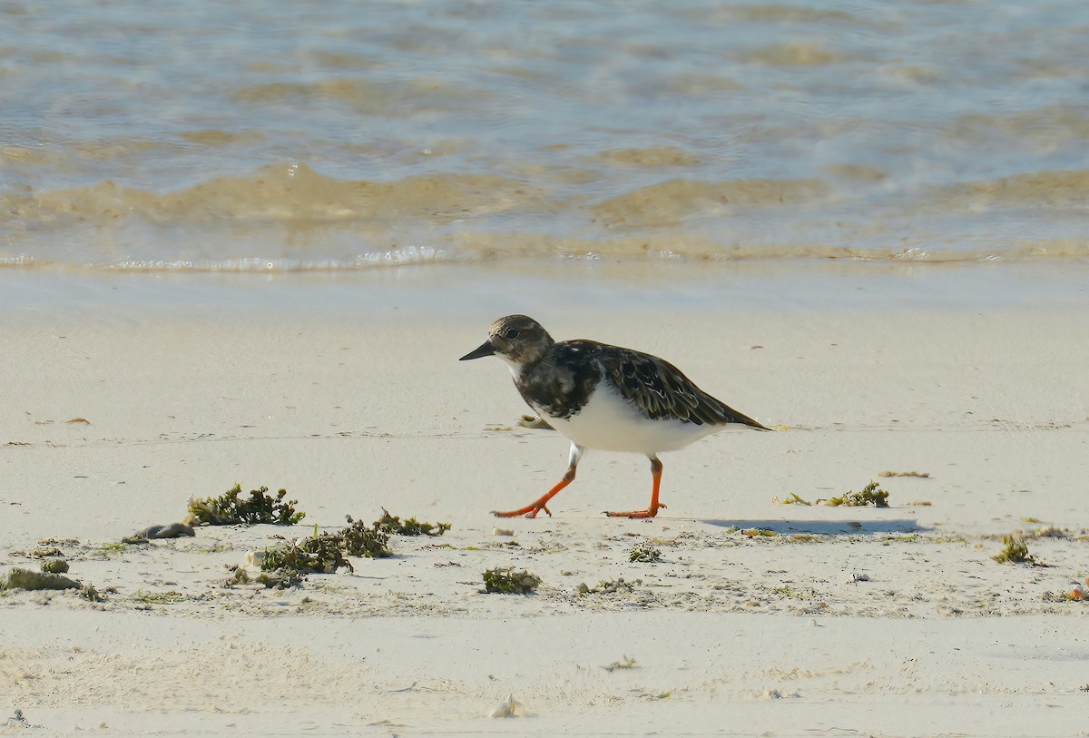 Ruddy Turnstone - Sudip Simha