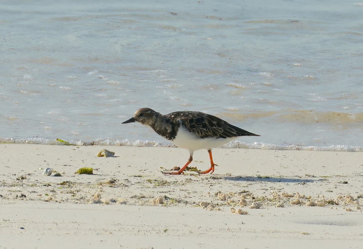 Ruddy Turnstone - Sudip Simha