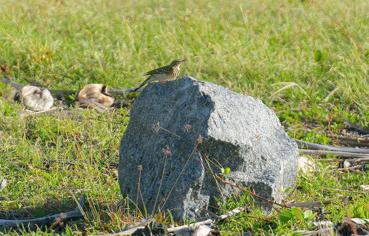 Tree Pipit - Sudip Simha