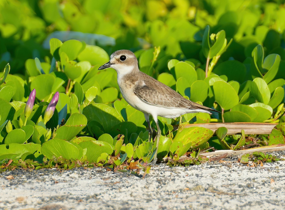 Tibetan Sand-Plover - Sudip Simha