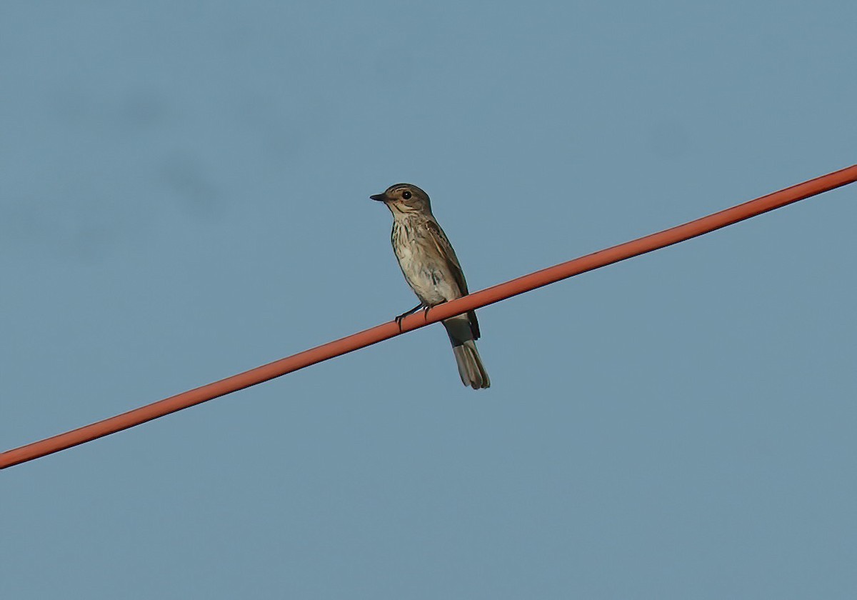 Spotted Flycatcher - Sudip Simha