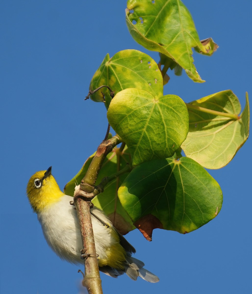 Indian White-eye - Sudip Simha