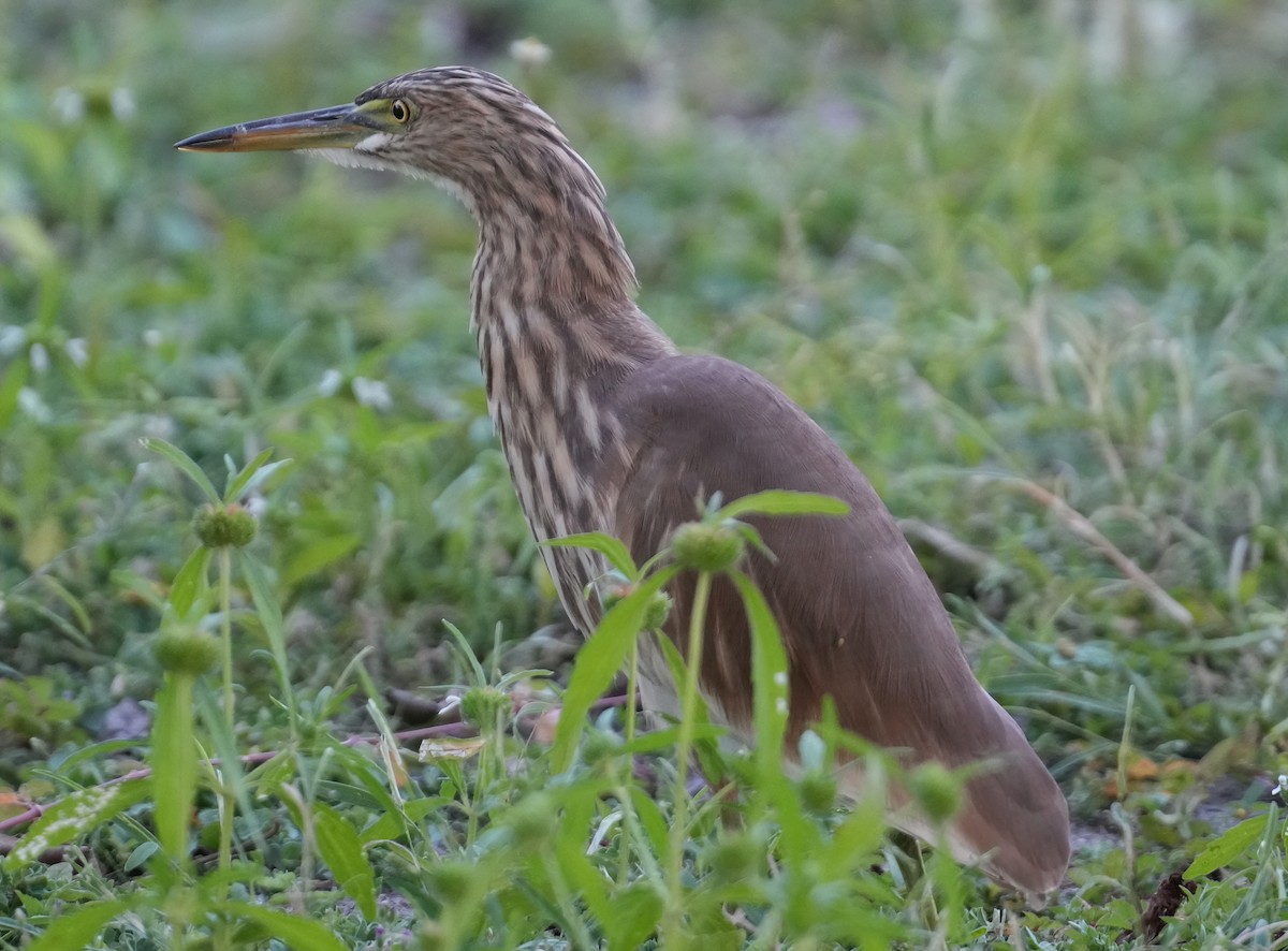 Indian Pond-Heron - Sudip Simha