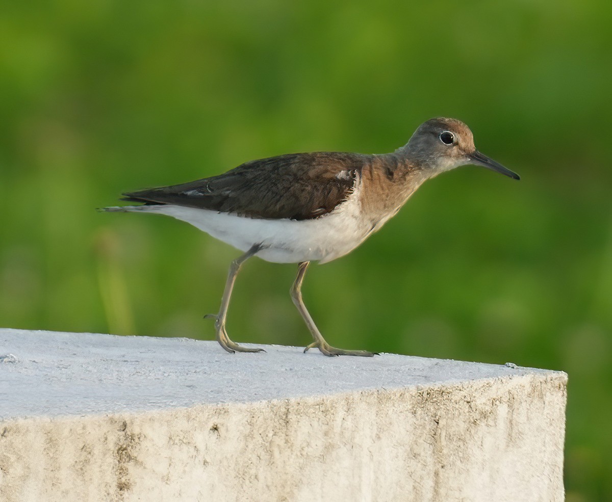 Common Sandpiper - Sudip Simha