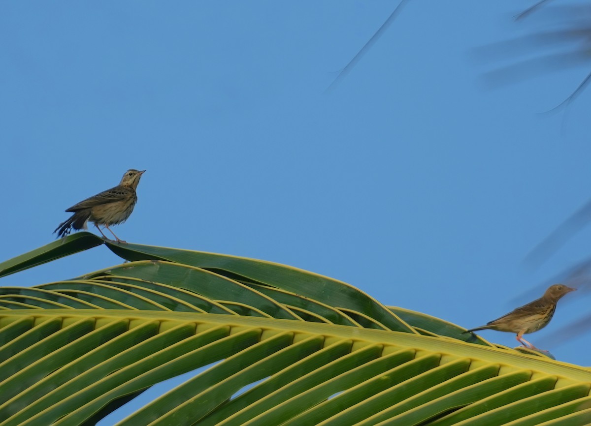 Tree Pipit - Sudip Simha