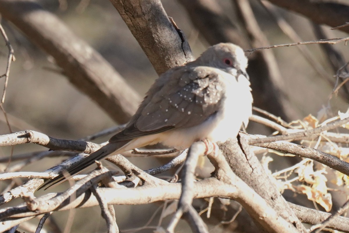 Diamond Dove - ML609849460