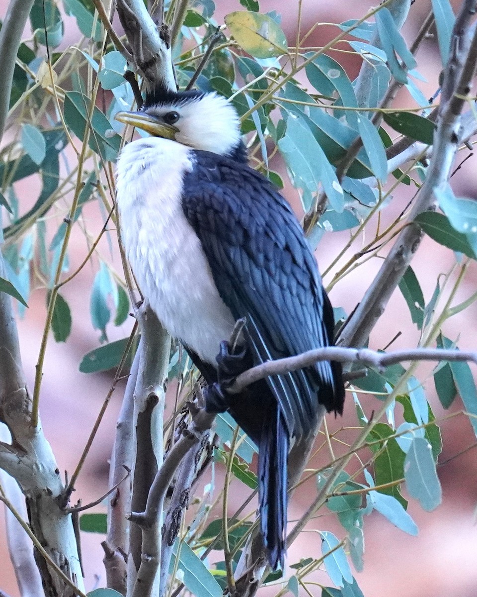 Little Pied Cormorant - ML609849469