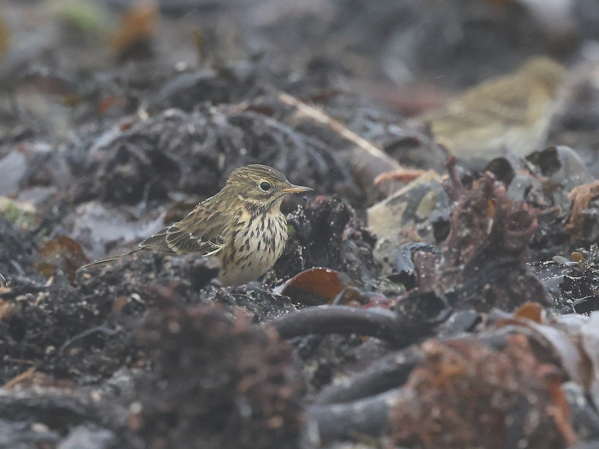 Meadow Pipit - ML609849495