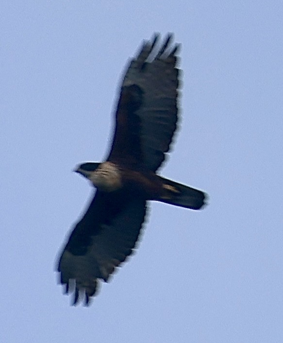 Rufous-bellied Eagle - ML609849500