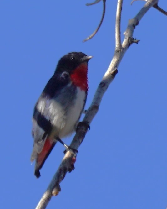 Mistletoebird - ML609849521