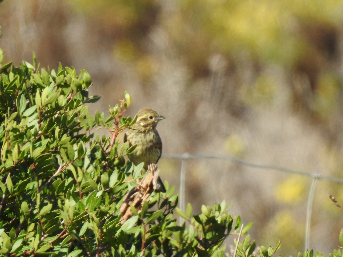 Hesi-berdantza - ML609849572