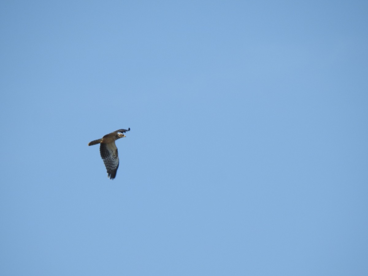 European Honey-buzzard - ML609849617