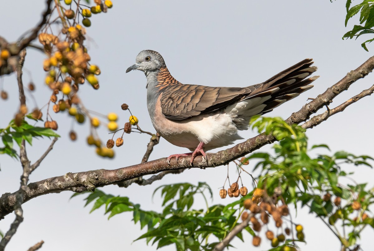 Bar-shouldered Dove - Martin Anderson