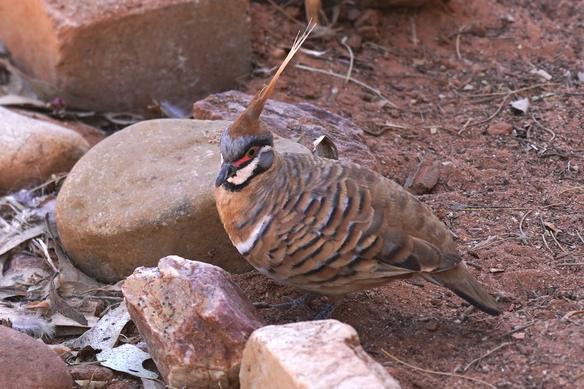 Spinifex Pigeon - ML609849662