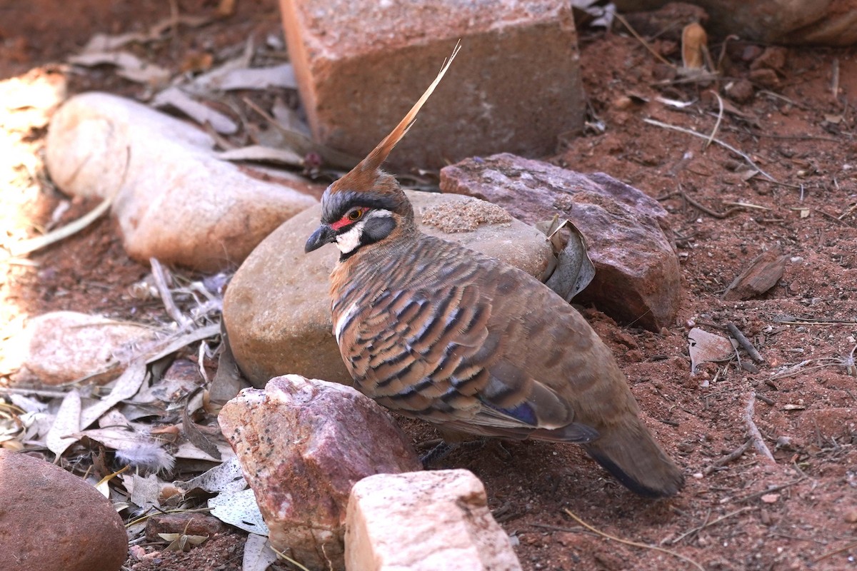 Spinifex Pigeon - ML609849663