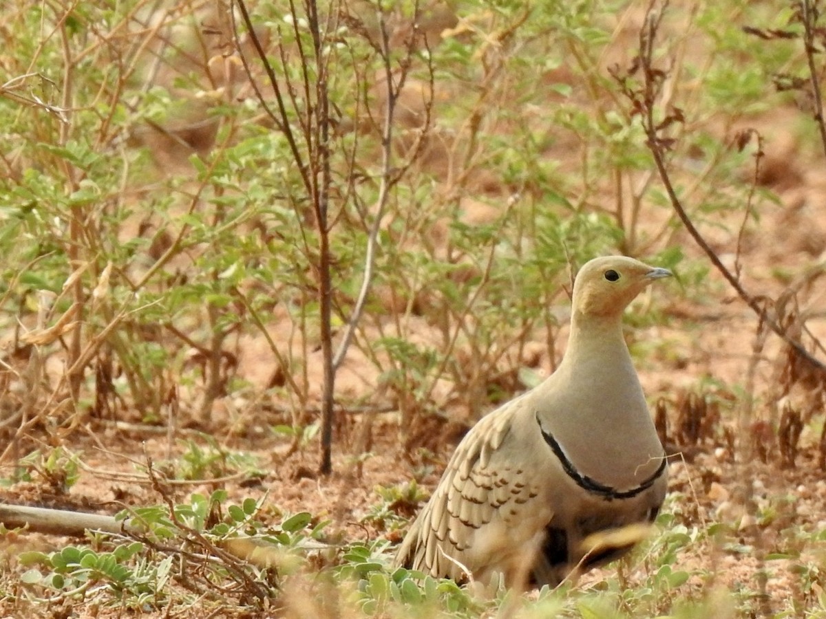 Chestnut-bellied Sandgrouse - ML609849667