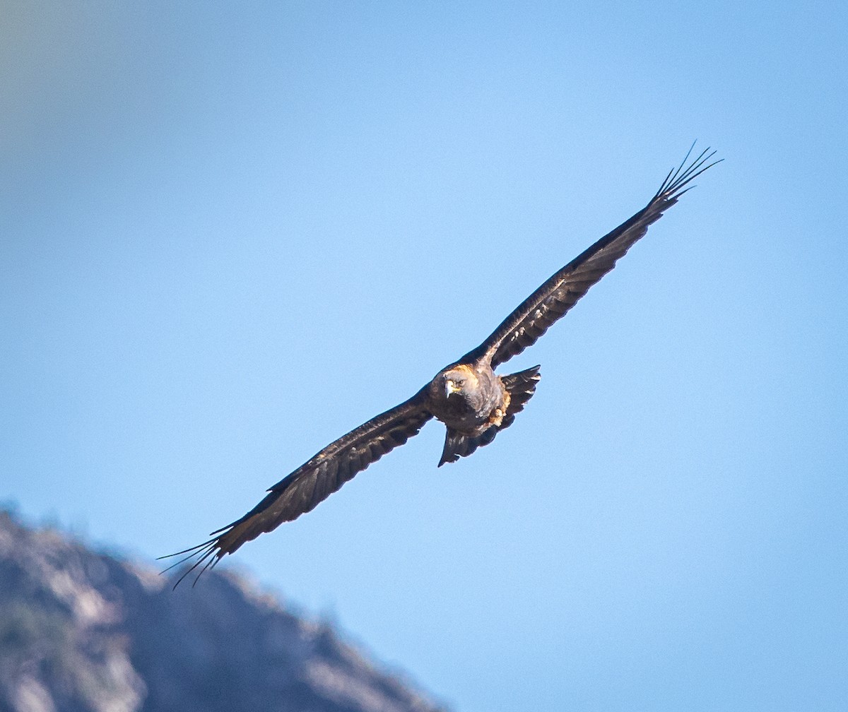 Águila Real - ML609849687