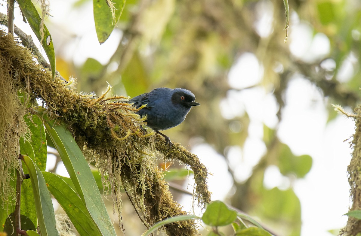 Masked Flowerpiercer - Antonio Ceballos Barbancho