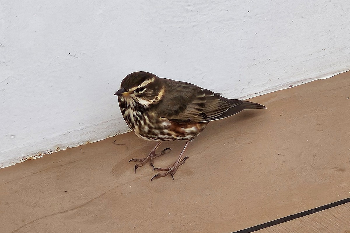 Redwing - ML609849752