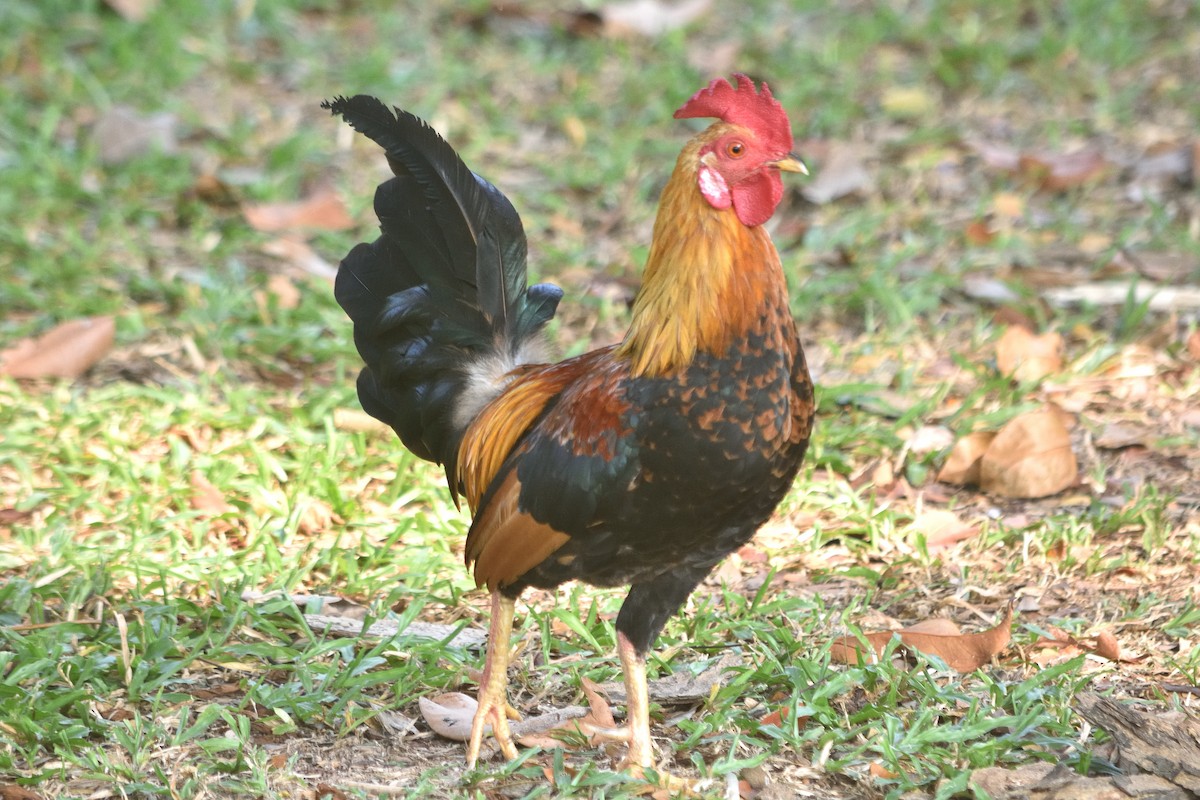 Red Junglefowl - ML609849778