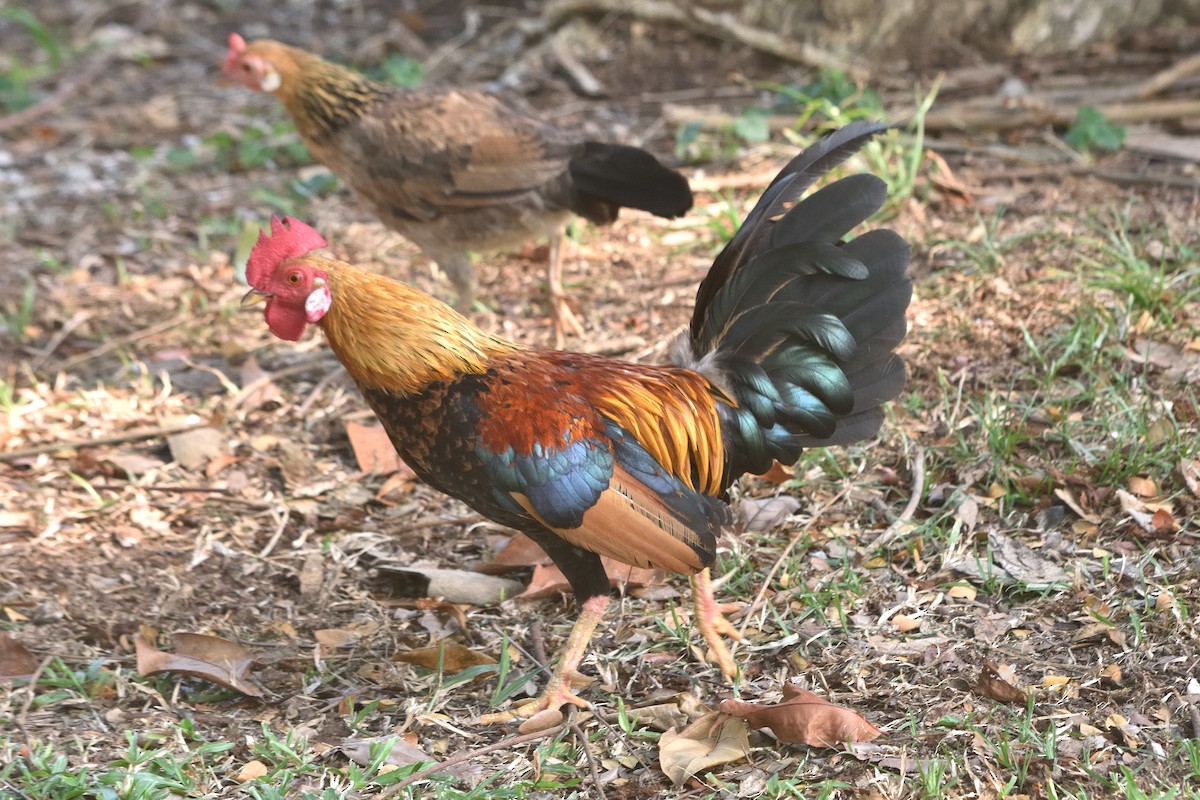 Red Junglefowl - ML609849779