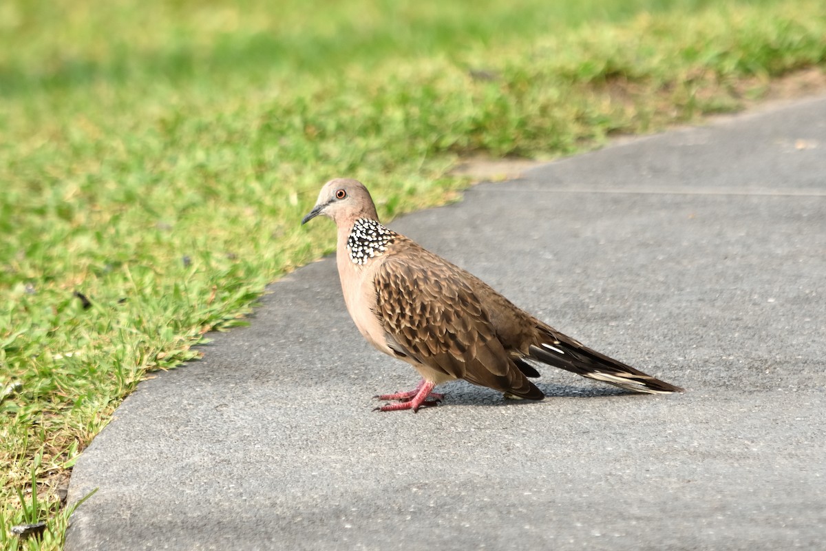 カノコバト（chinensis／tigrina） - ML609849782