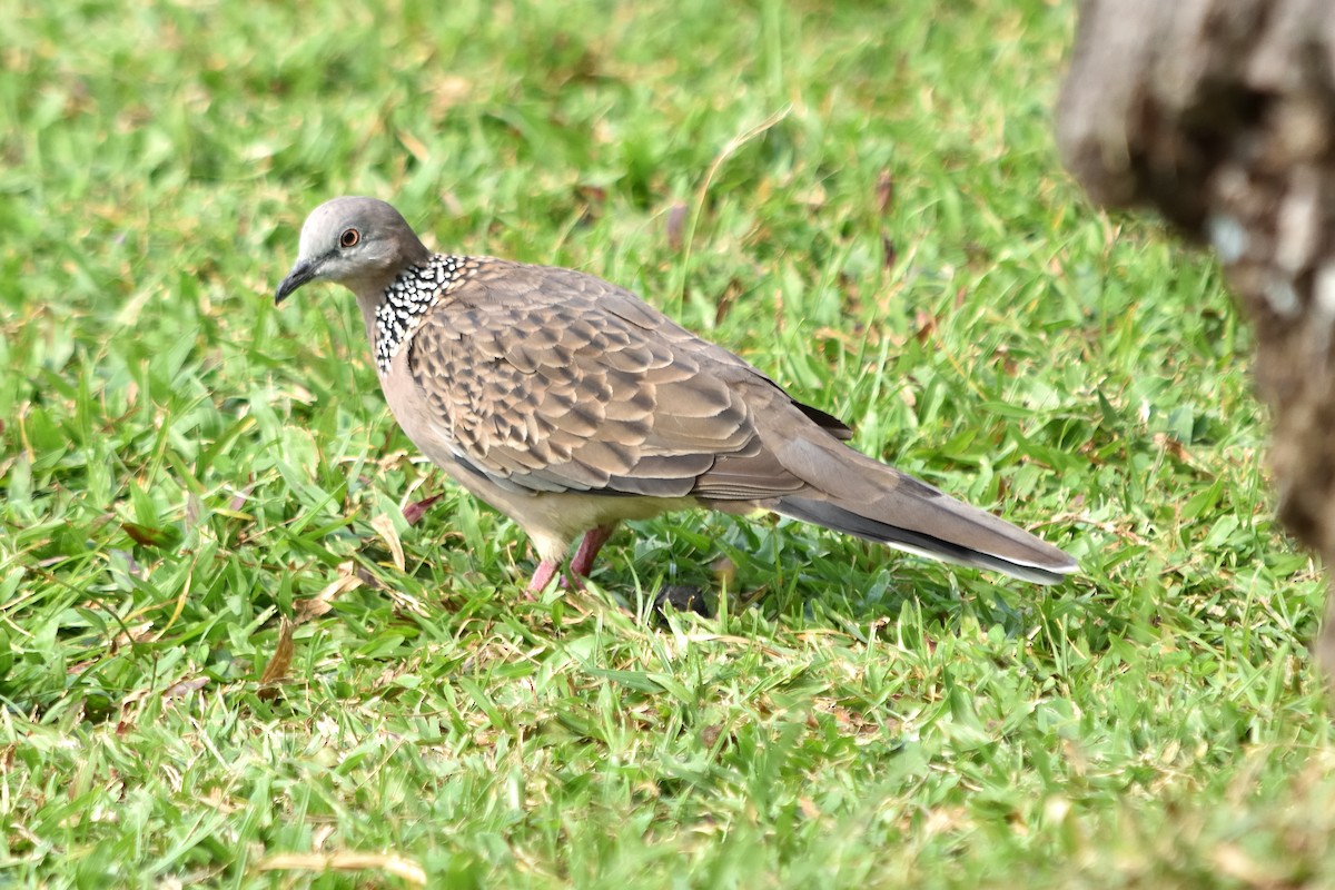 カノコバト（chinensis／tigrina） - ML609849785