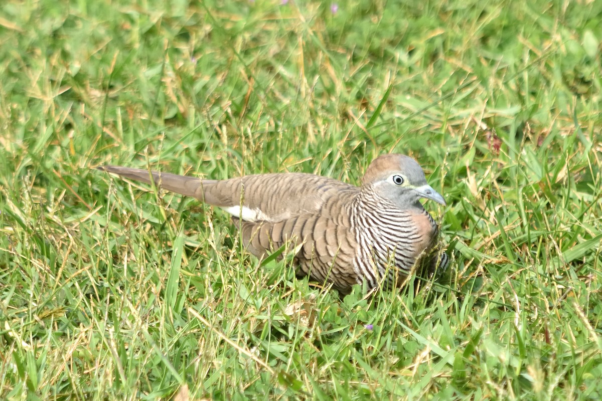 Zebra Dove - ML609849787