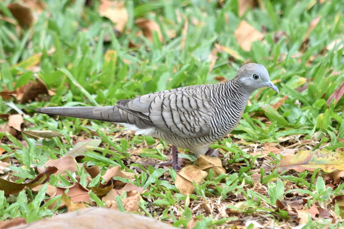 Zebra Dove - ML609849788