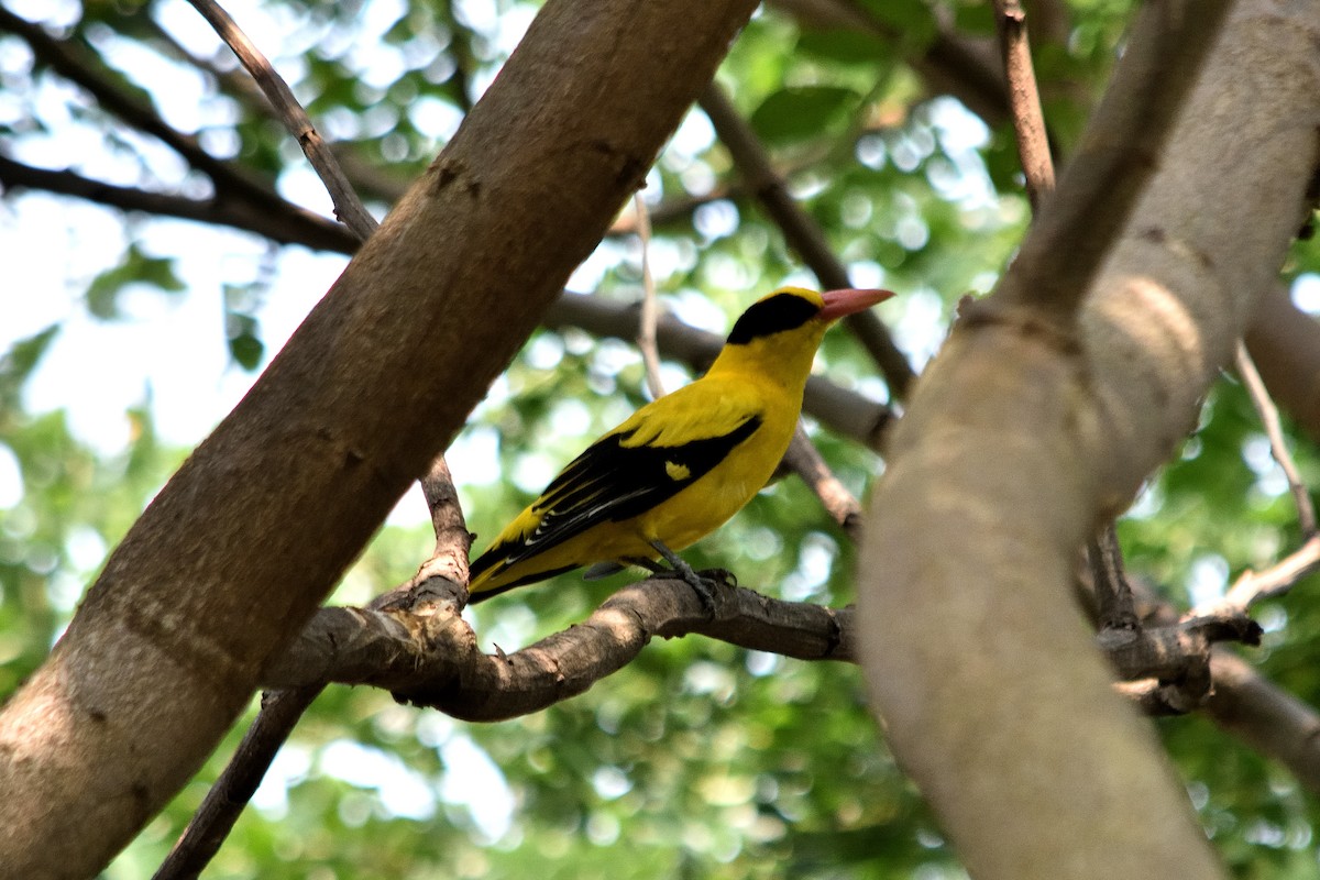 Black-naped Oriole - ML609849790