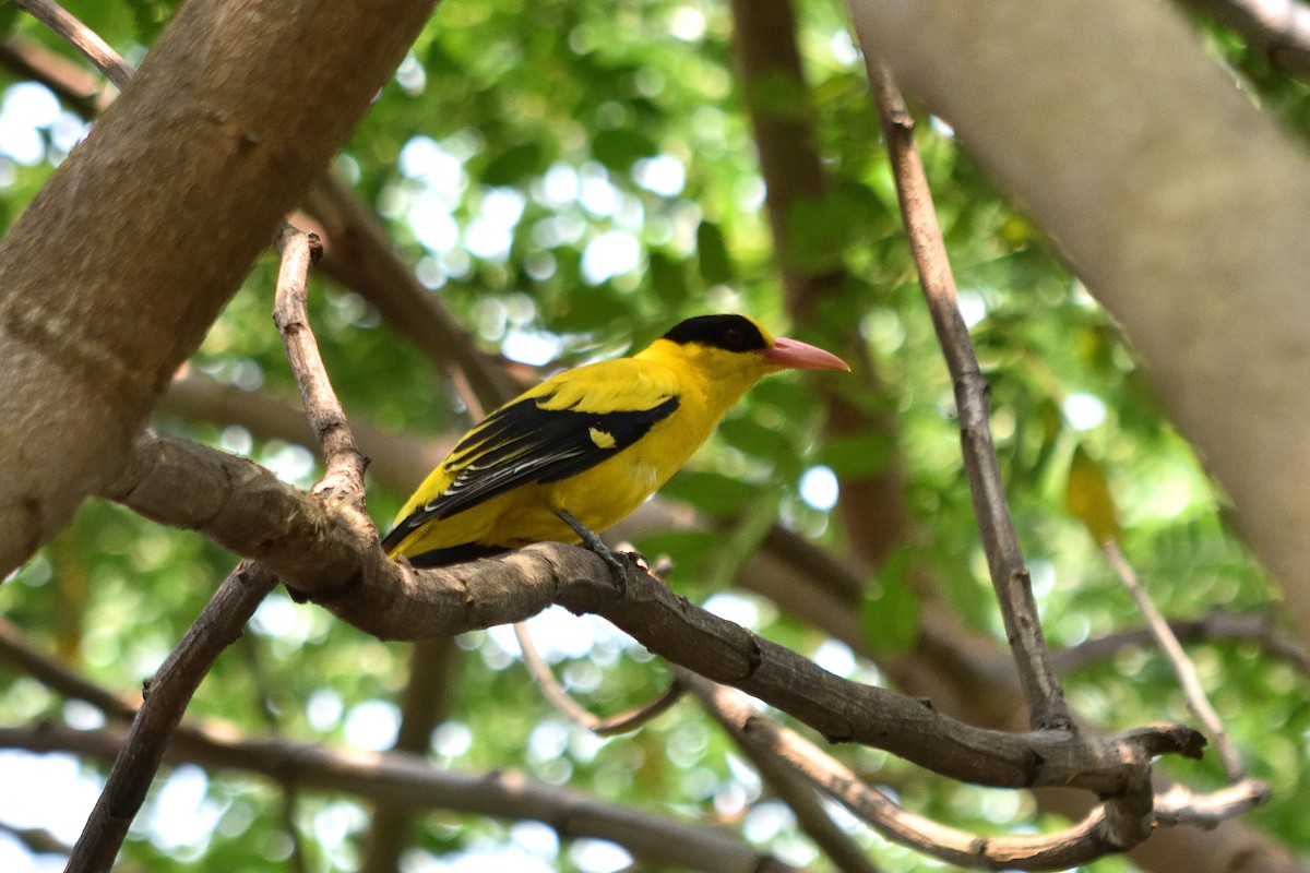 Black-naped Oriole - ML609849792