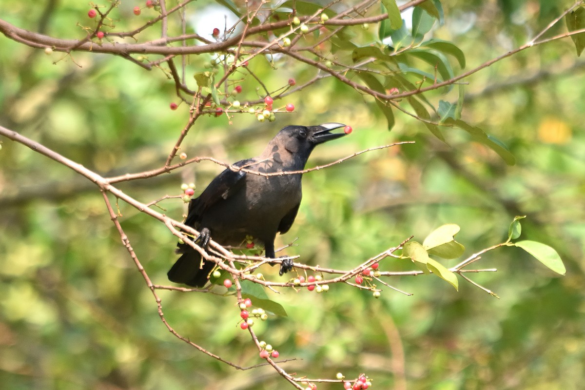 Corbeau familier - ML609849793